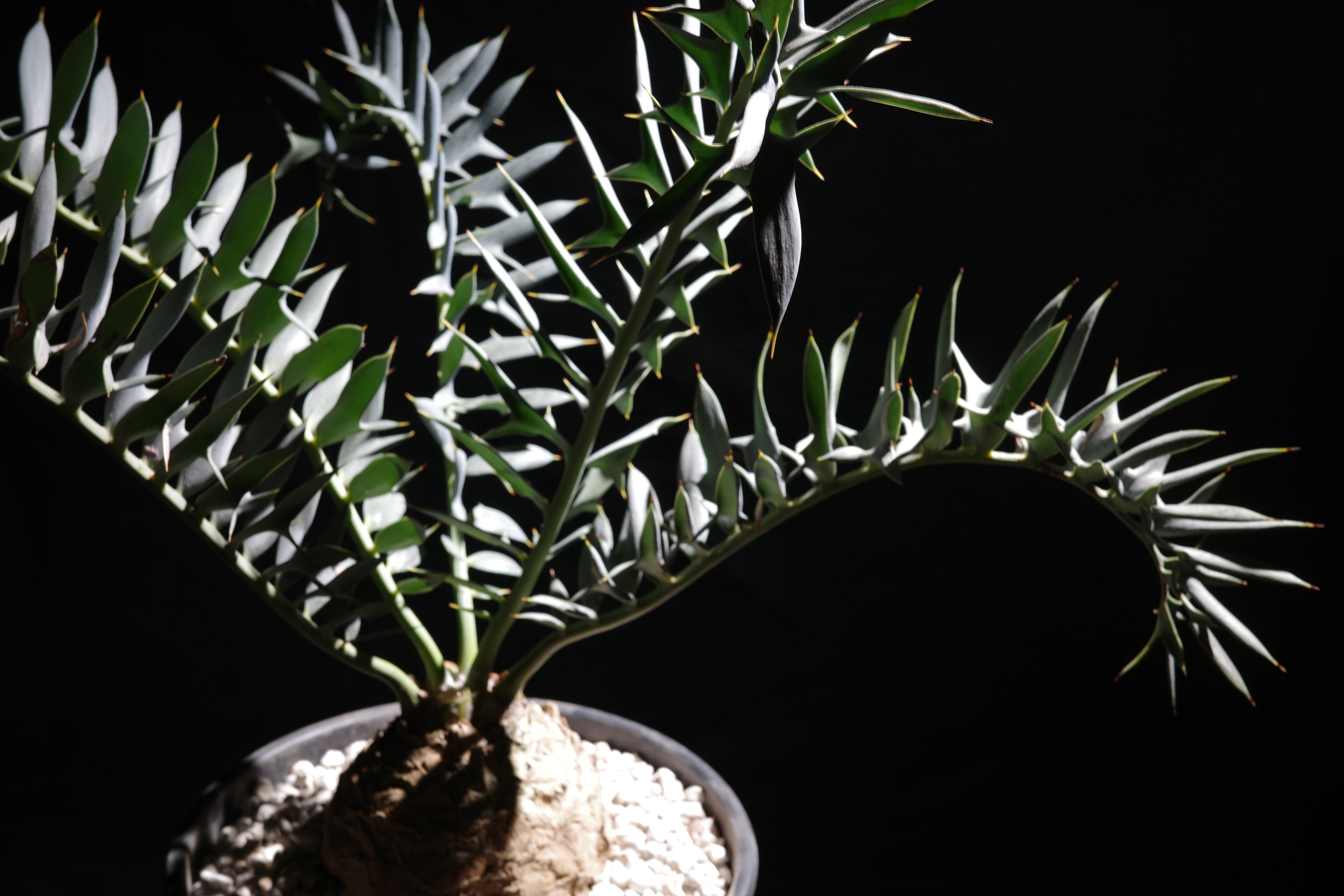 HORRIDUS – ROUTE BOTANICALS