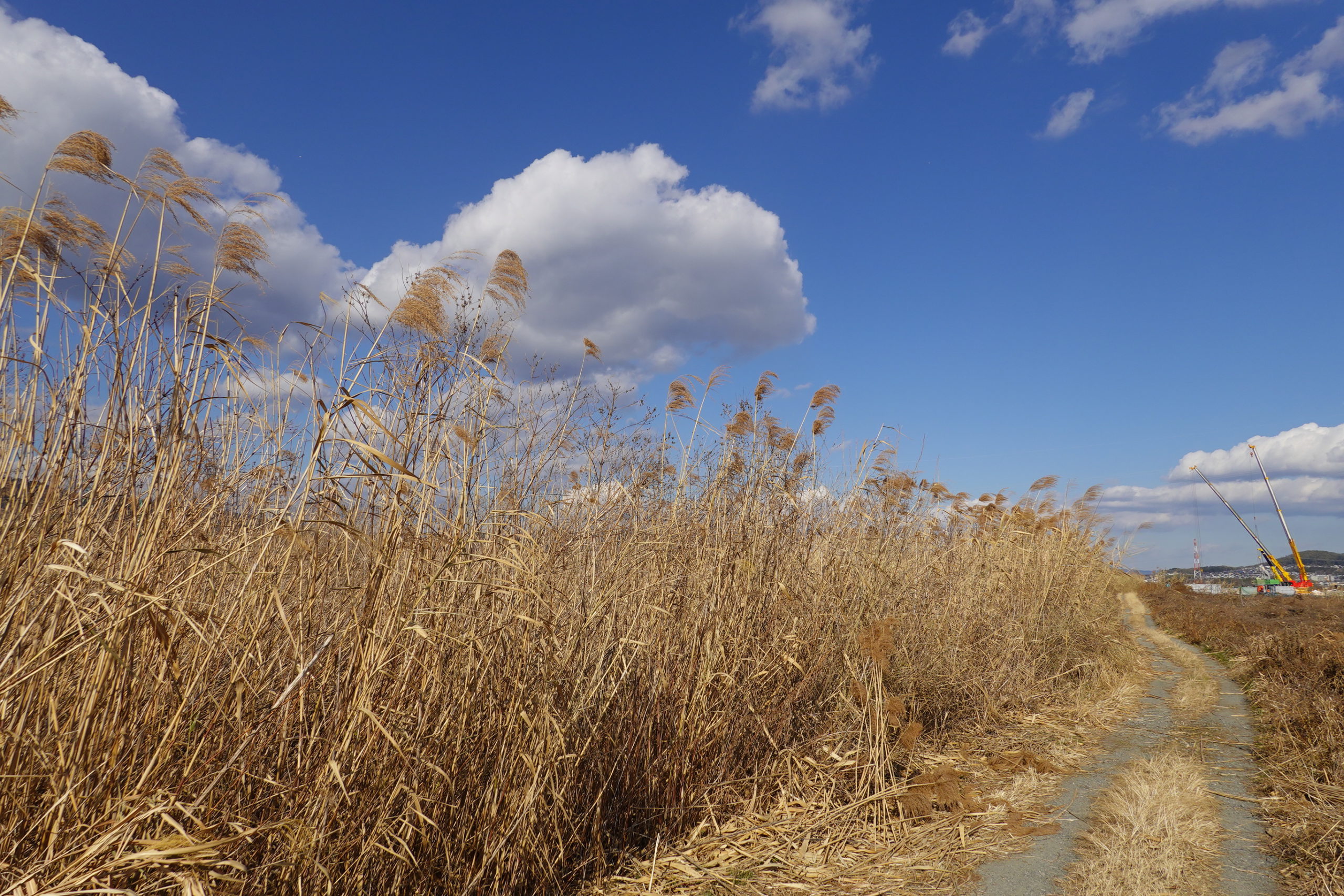 蘆舌の素材を求めていざ鵜殿（うどの）へ・・ | 海賊丸の館 【「雅楽