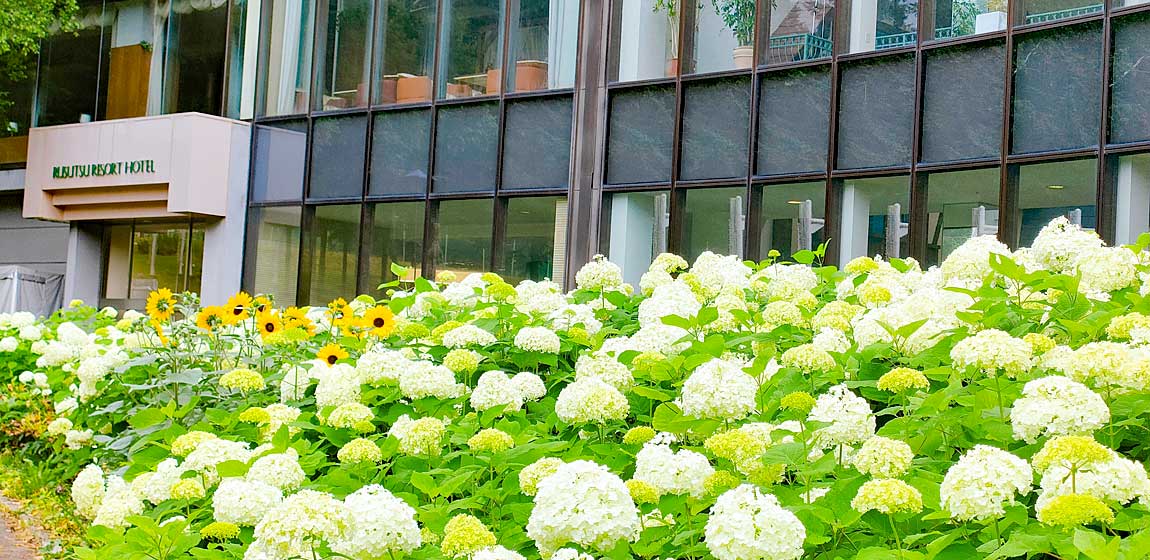 アナベルも満開！「花のみち ル・ノンノ」でお花を楽しもう - 北海道