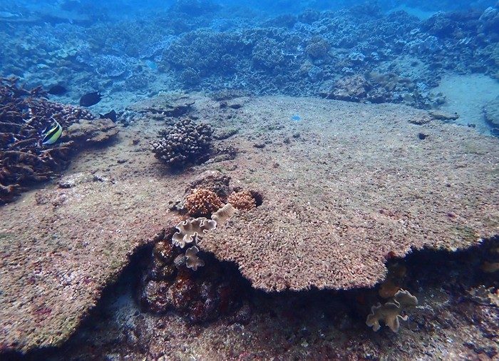 宜野湾沖の「コーラルガーデン」サンゴの死滅進む 昨年の高水温で「被