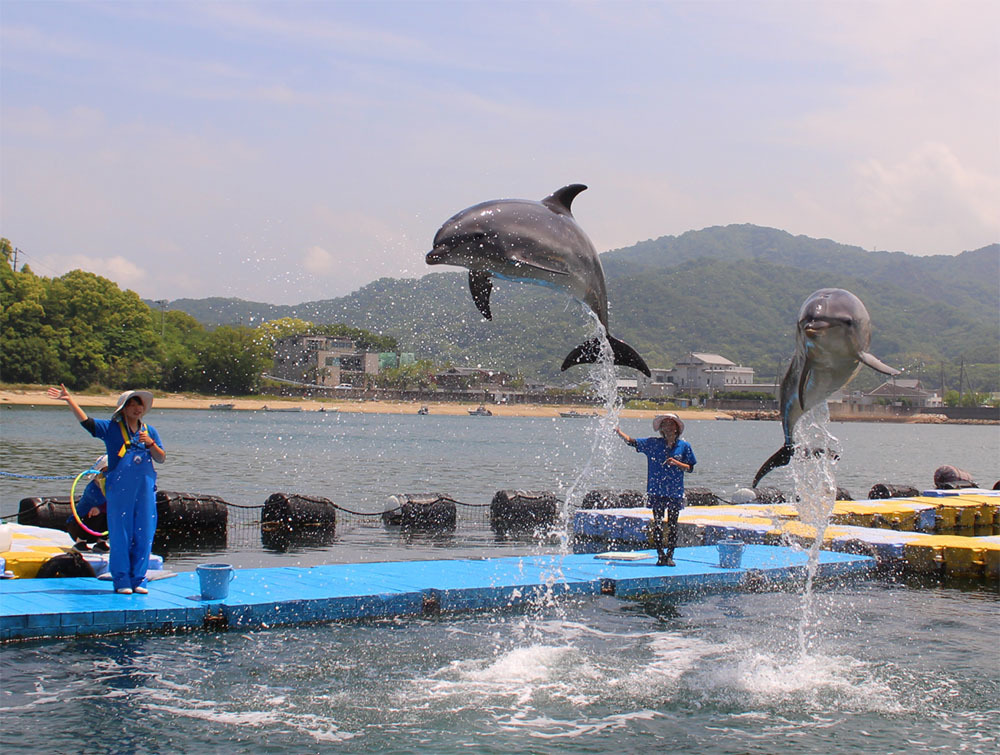 未来のチケット」で日本ドルフィンセンターを応援しよう！＠津田