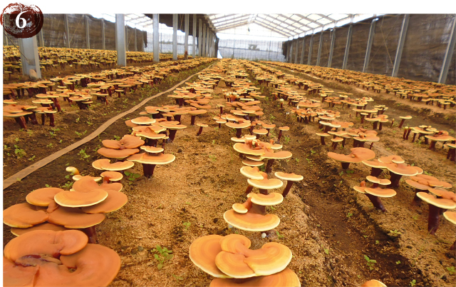 楊貴芝 (ようきし) « ミキモト化粧品西日本代理店 大木産業株式会社