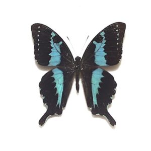 最終価格‼️タミラナルルリモンアゲハ♀ 標本 ☆南インド産☆98mm美麗