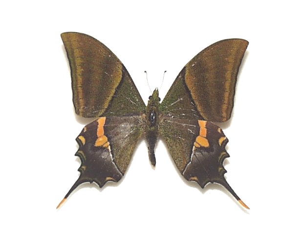 テングアゲハ ♂産地：インド Oa00201 | 三角紙