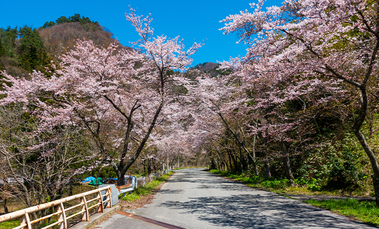上大鳥集落の桜並木｜村上市上大鳥 | 新潟県村上市さくらガイド