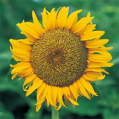 32000024_s.jpg