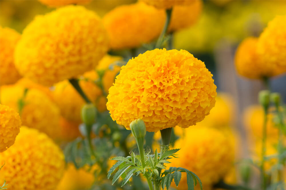 花の大きさや草丈を知って自分好みのマリーゴールドを探そう！｜種