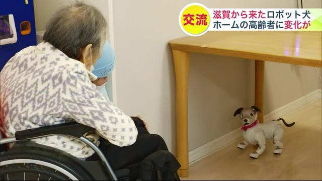 次の“ななちゃん”はロボット…北海道に移住したロボット犬が大活躍！第
