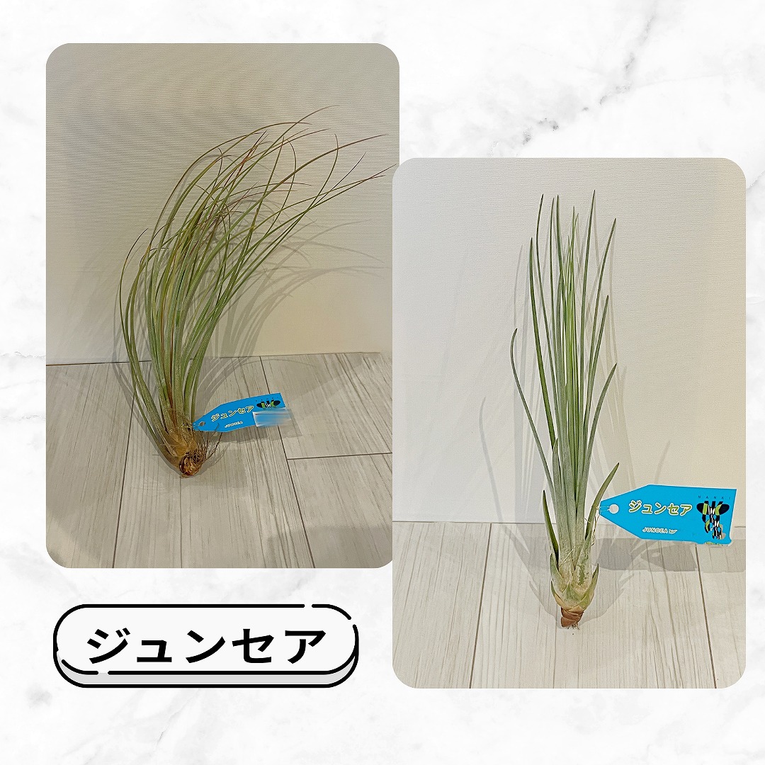 入荷情報】チランジア（エアプランツ）｜【佐藤園芸】長野市でご自宅の