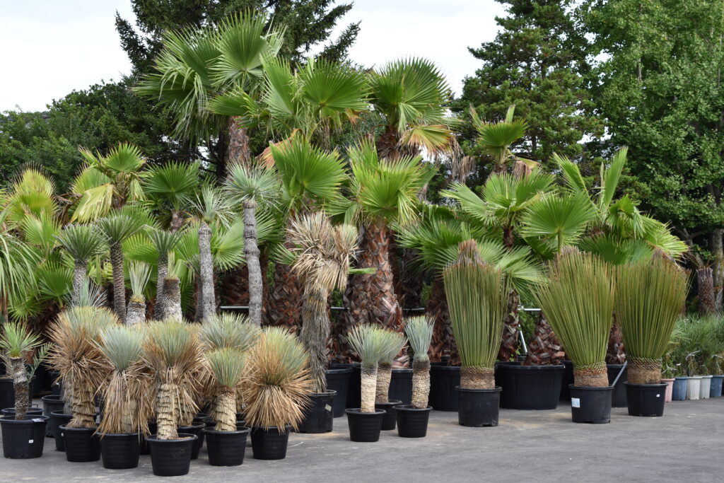 ドライガーデンのご提案 | S&A PLANTS GARDEN