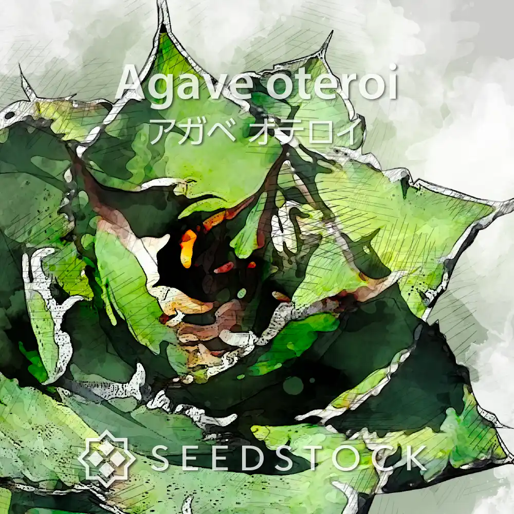 種子] アガベ オテロイ Agave oteroi｜人気品種 希少品種 メキシコ