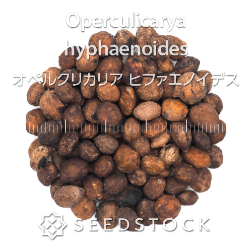 種子] オペルクリカリア ヒファエノイデス Operculicarya hyphaenoides