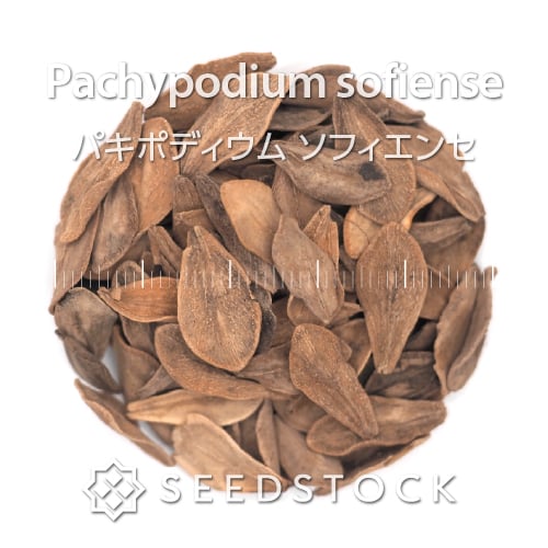 種子] パキポディウム グラキリス Pachypodium rosulatum var