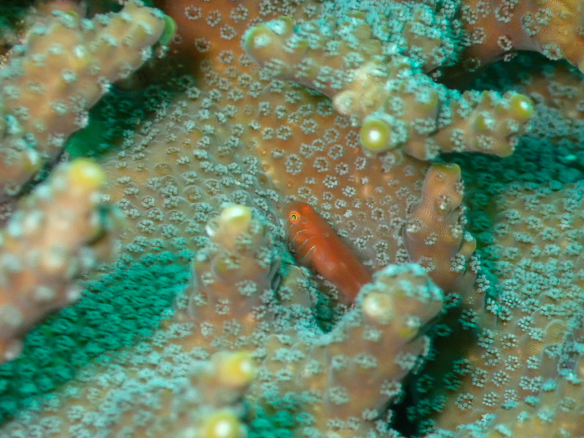 懐かしきサンゴの面々。 | 西伊豆ダイビング 田子シーランド