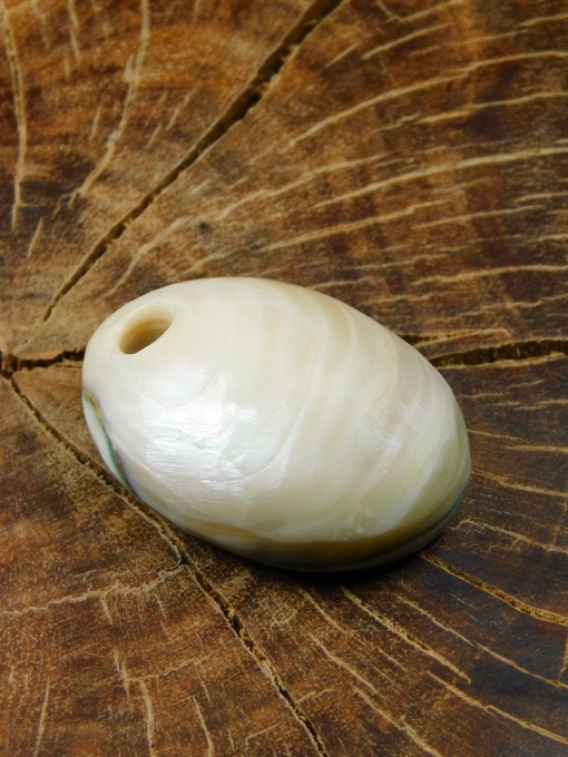 夜光貝磨き体験用パーツ≪二重真珠層パーツ≫ - Seamam夜光貝