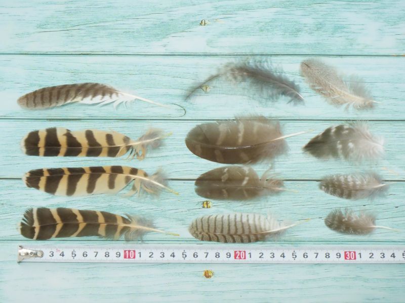 フクロウやタカなど猛禽類の羽MIX12本セット