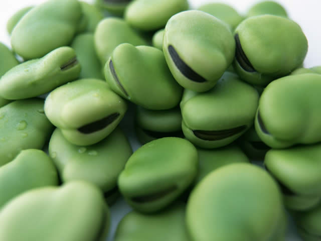 そら豆 - こくもつ・豆 - 食材 - Y!きっず図鑑