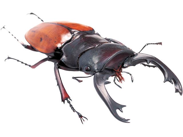 フェモラリスオニツヤクワガタ - カブトムシ・クワガタムシ - ペット