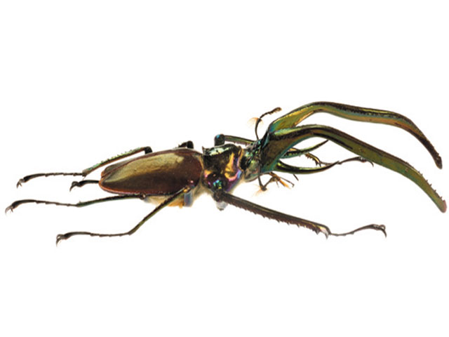 コガシラクワガタ - カブトムシ・クワガタムシ - ペット - Y!きっず図鑑