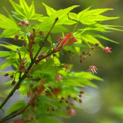 イロハモミジ - 植物 - Y!きっず図鑑