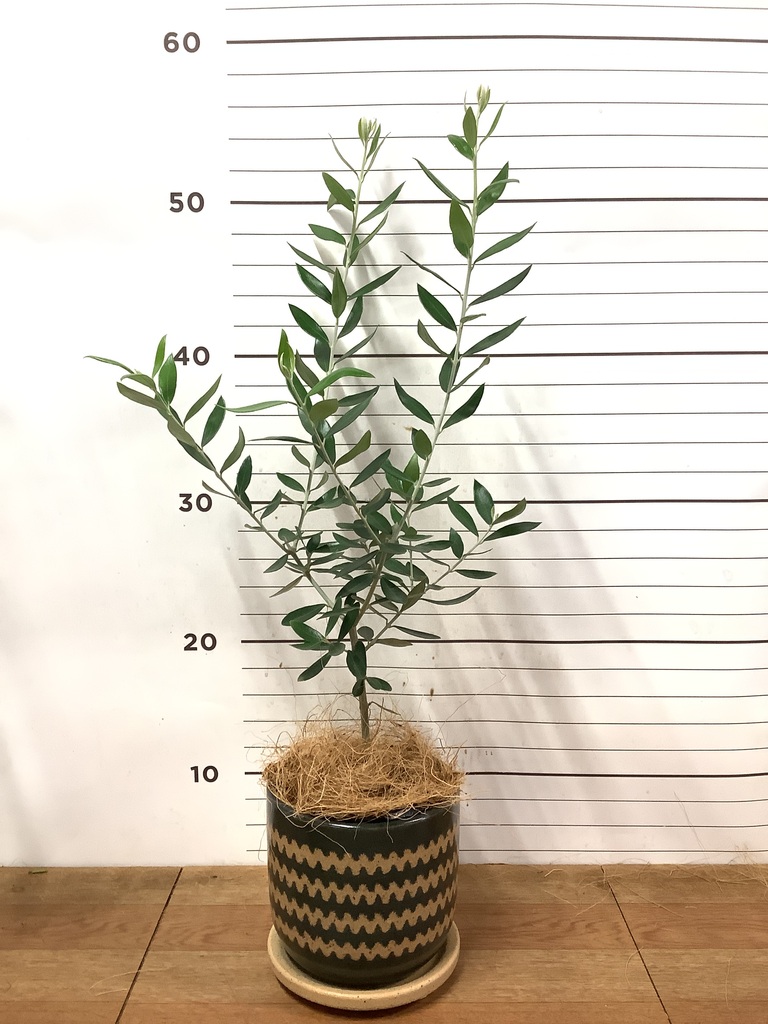 観葉植物 オリーブの木 3号 インナ 11 G 付き | 観葉植物ならHitoHana