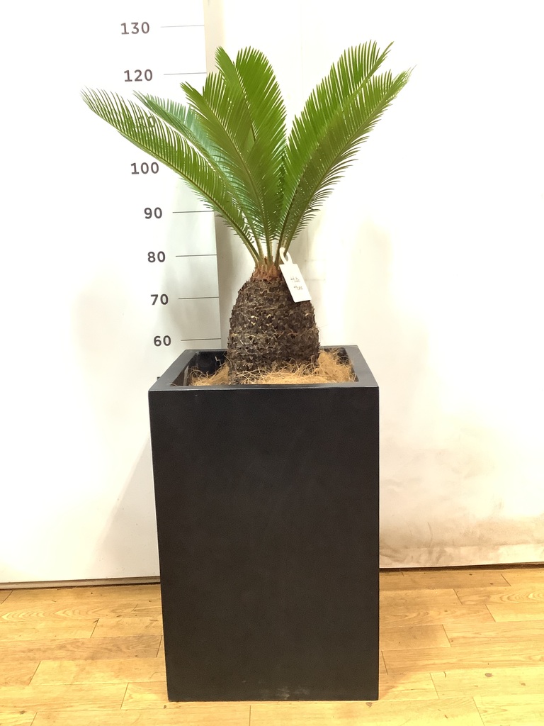 観葉植物 ソテツ 10号 セドナロング 墨 付き | 観葉植物ならHitoHana