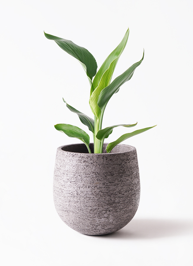 観葉植物 ストレリチア (ストレチア) レギネ 6号 ラスターポット 付き