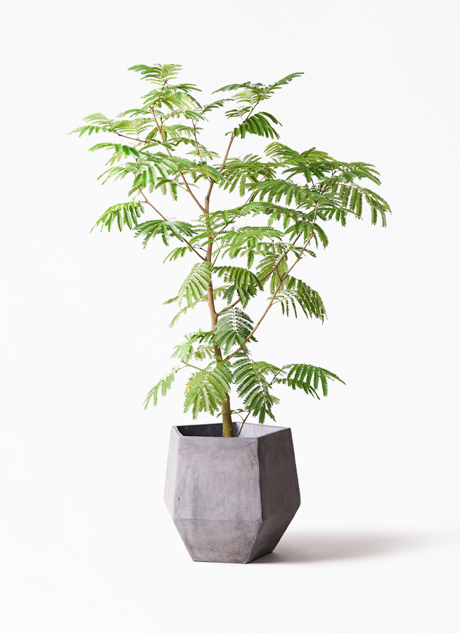 観葉植物 エバーフレッシュ 10号 ボサ造り プラスチック鉢 | 観葉植物