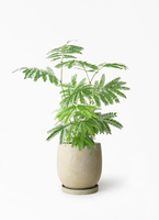 観葉植物 エバーフレッシュ 6号 プラスチック鉢 | 観葉植物なら
