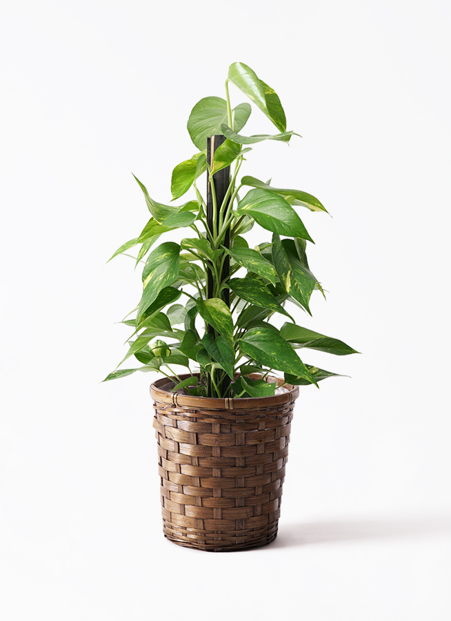 観葉植物 ポトス 6号 Ceramic Pot (セラミック) 付き | 観葉植物なら