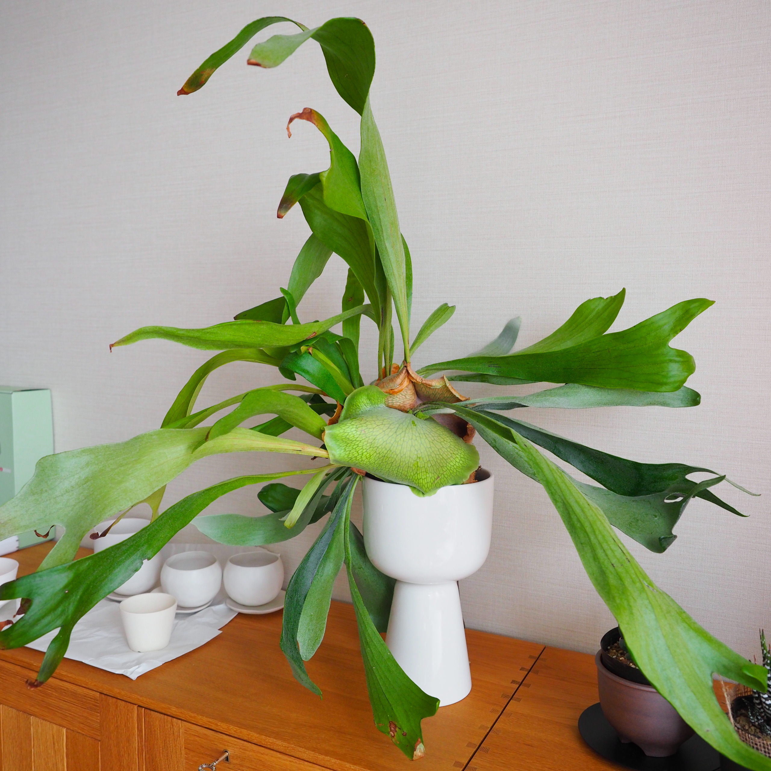 入れるだけ】植物がオシャレになる鉢カバー【イッタラのプラントポット