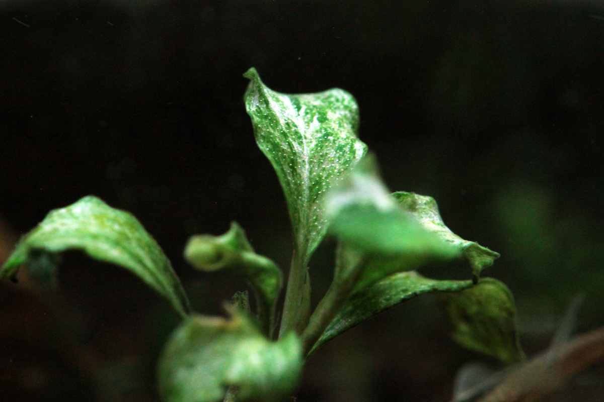 Bucephalandra Variegated Marble - Online Aquaria