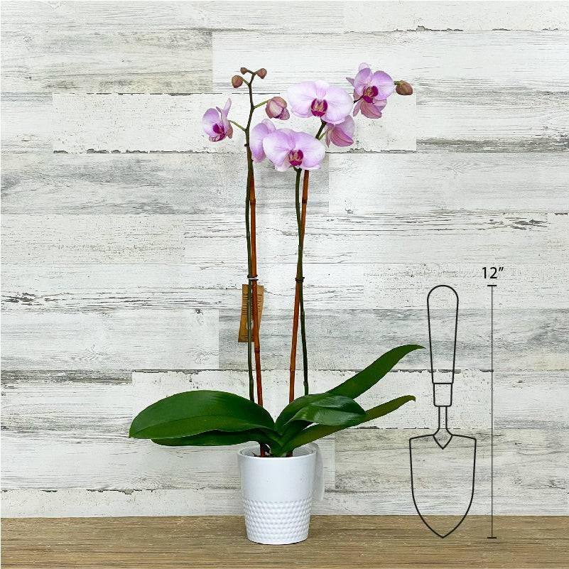 Orchid - 5-inch - Ceramic Pot