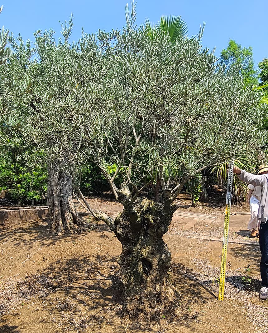 スペインオリーブ古木 分岐した枝の樹齢200年 - 蔵の花屋 コトハ