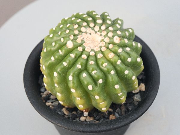 多肉植物・サボテン販売～PICO庵～ / ノトカクタス属 ユーベルマニア