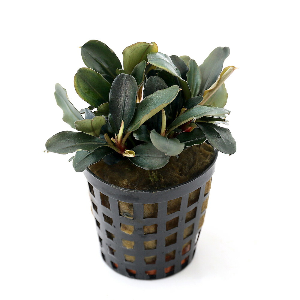 楽天市場】（水草）ブセファランドラsp．クアラクアヤン2（無農薬