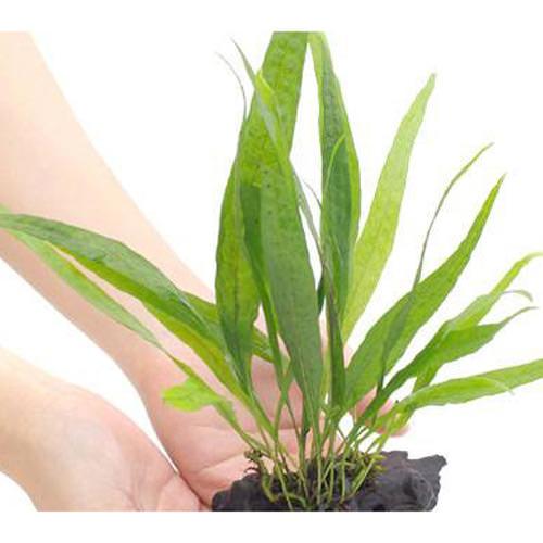 楽天市場】（水草）ミクロソリウム プテロプス ソードリーフ ボード S