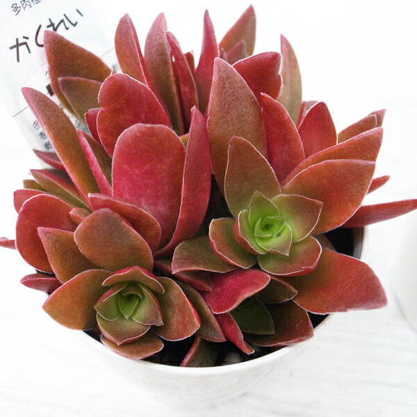 楽天市場】多肉植物 アエオニウム 黒法師錦 3号 レア品種 タニクショク