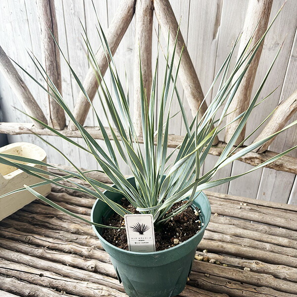 楽天市場】ユッカ ロストラータ 5号鉢 レアな希少種 送料無料 高さ45cm