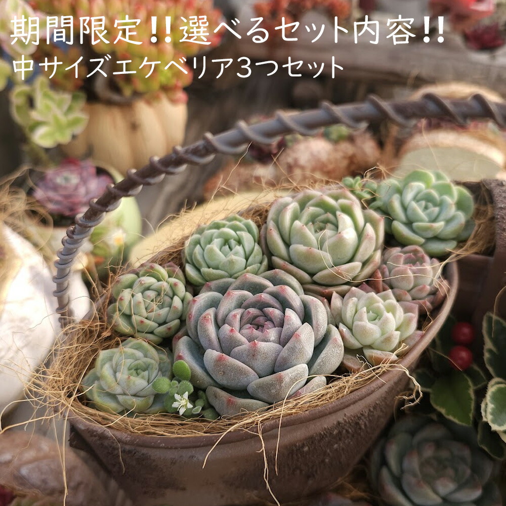 楽天市場】農園直売 多肉植物 寄せ植え エケベリア属 ミルクキャンディ