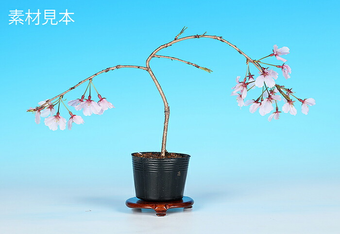 楽天市場】ミニ盆栽 「富士桜（しだれ）」 サクラ さくら sakura 桜