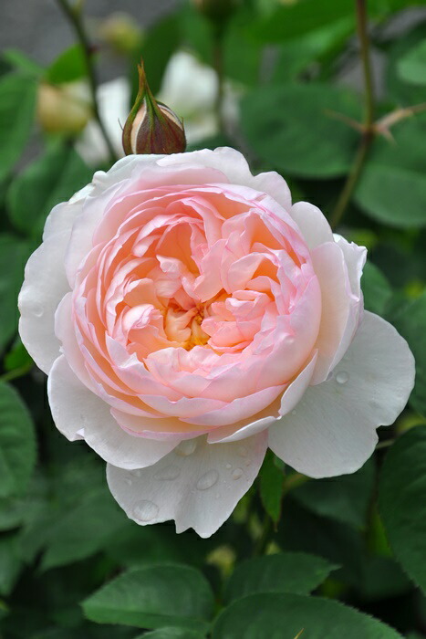 楽天市場】【冬季大苗】バラ苗 ジエンシェントマリナー 輸入苗 7号