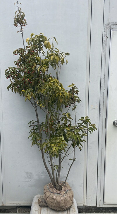 楽天市場】【現品発送】ソヨゴ 株立ち 雌株(メス株) 樹高1.7m