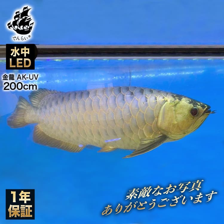 楽天市場】アロワナライト 過背金龍 藍底金龍 水槽ライト テンニング