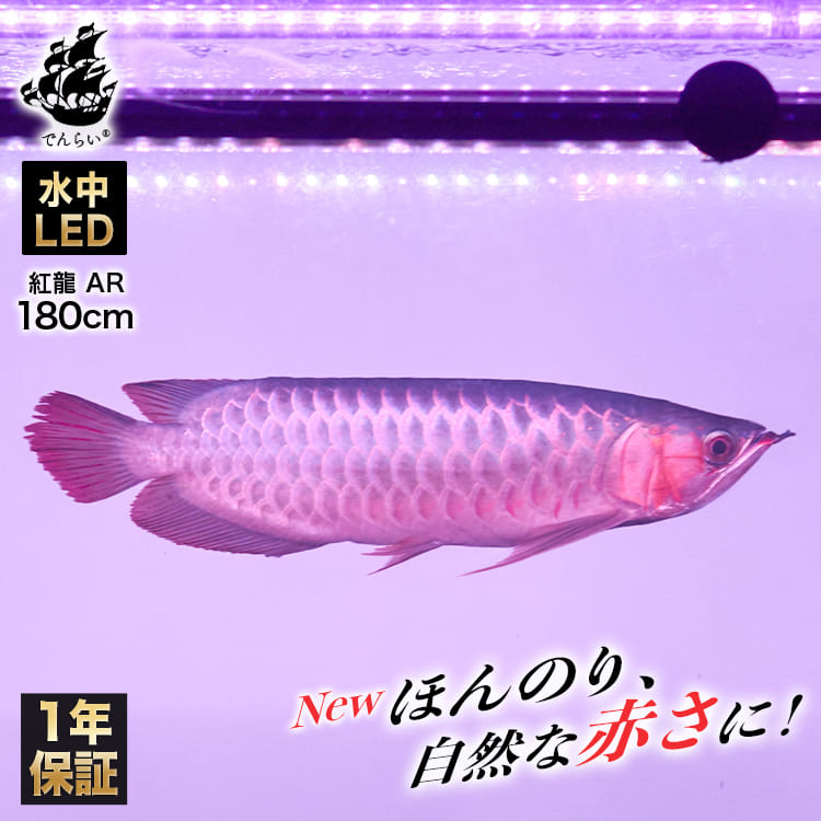 楽天市場】アロワナライト 吸盤4個SET メンテナンスキット Z022-4SET