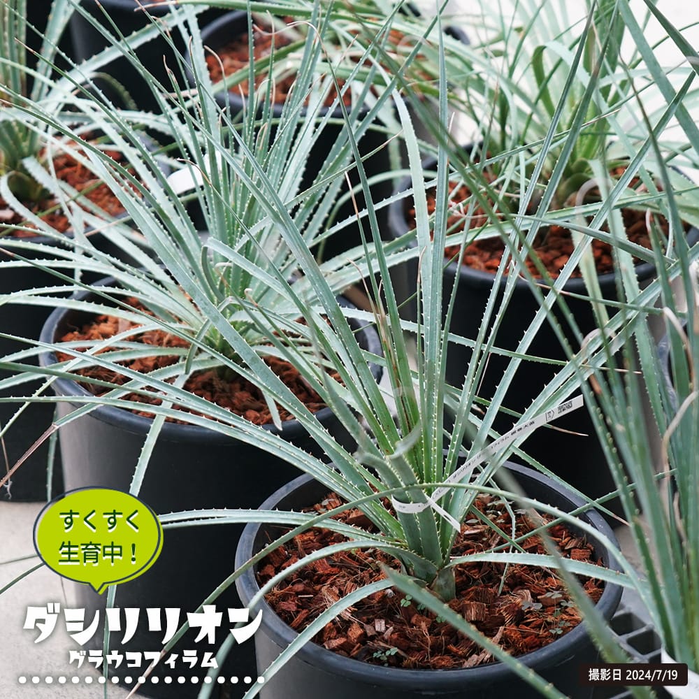 楽天市場】【ロンギシマム】 ダシリリオン 耐寒性南欧風プランツ 3.5号
