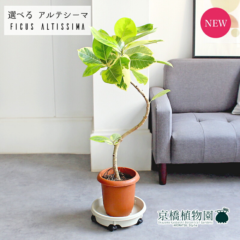 楽天市場】【観葉植物】フィカス アルテシマ 曲がり 8号プラコッタ鉢
