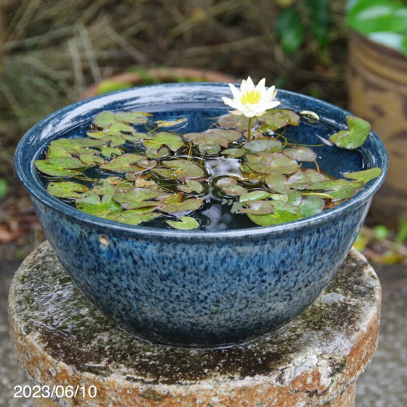 楽天市場】【10%OFF】睡蓮鉢 メダカ鉢 青ガラス片口水鉢 17号 信楽焼