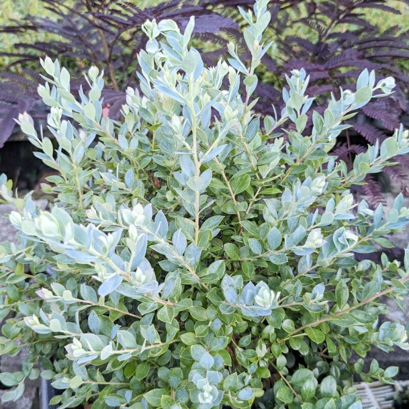 楽天市場】グレビレア エンドリチェリアナ : おぎはら植物園