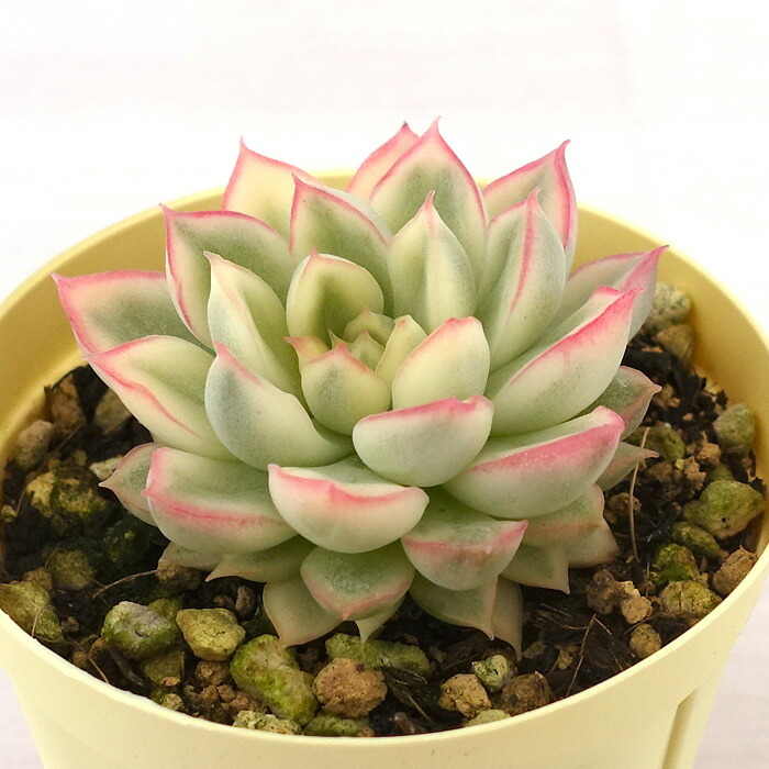 10個 ビンセントカトー グロブローサ 小苗 群生 多肉植物 Vincent